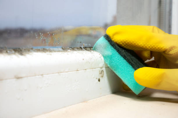 Best Bathroom Mold Remediation in Windber, PA