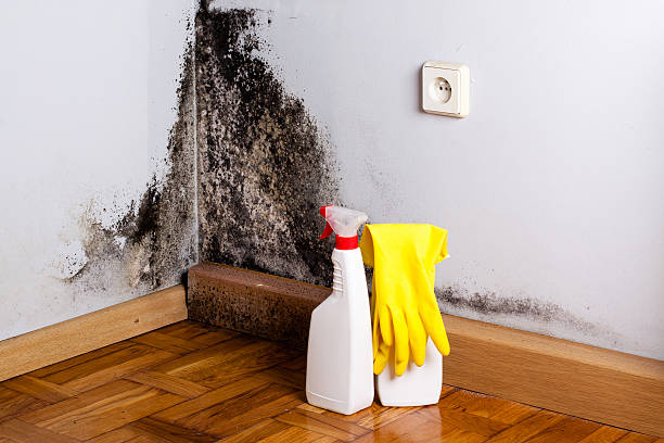 Best Crawl Space Mold Remediation in Windber, PA